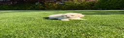 Maltipoo honden te koop: Maltipoo (Maltezer x Poedel) pups - Advertentie 19