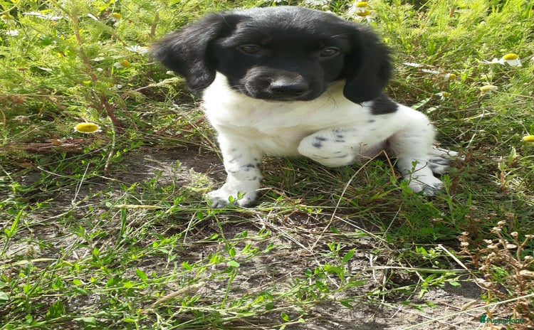 Kruising honden - Advertentie 1