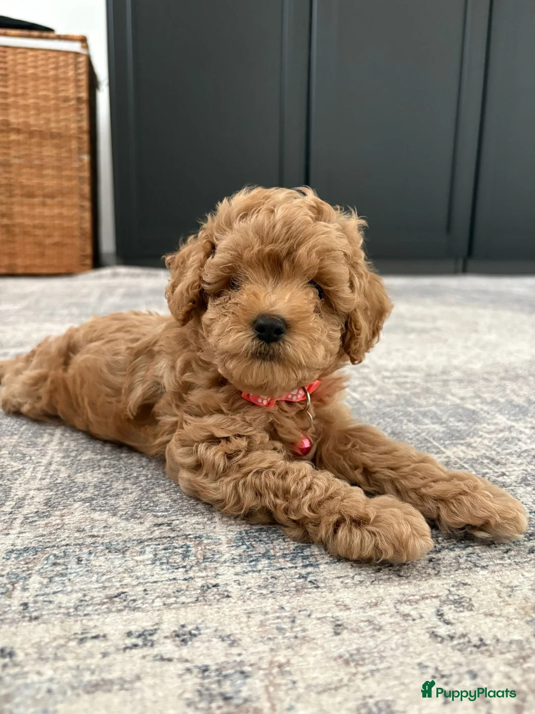 Cavapoo honden te koop: Cavapoo F1BB (Female) - Advertentie 1