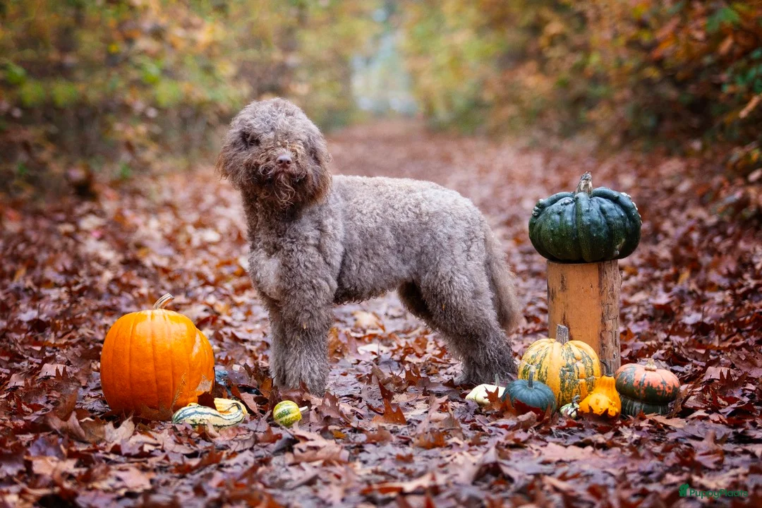 Barbet honden te koop: Barbetpups verwacht! - Advertentie 1