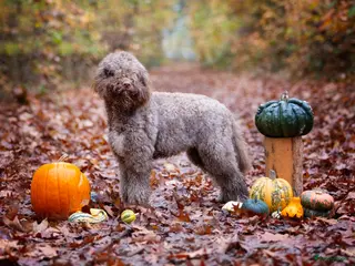 Barbet honden Barbetpups verwacht! - Advertentie 2