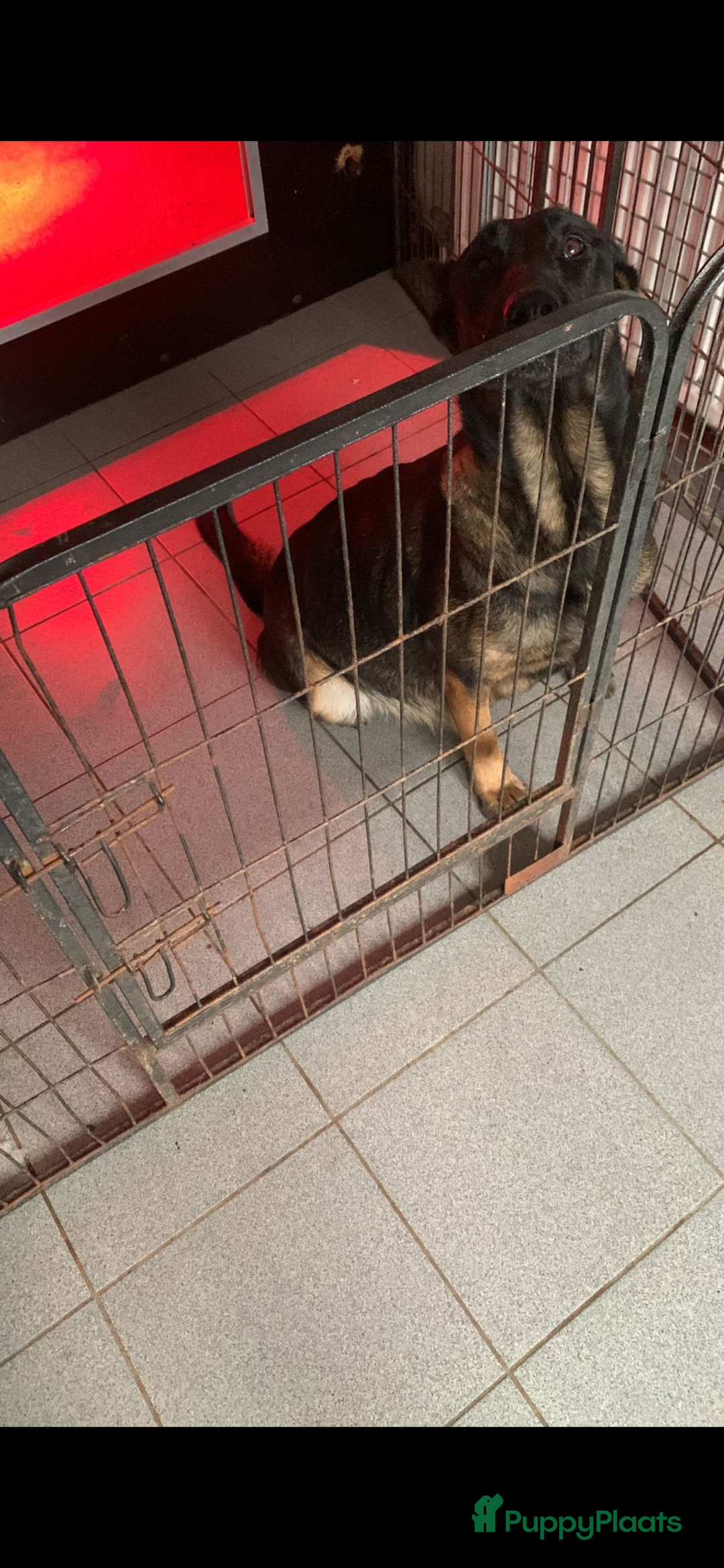 Kruising honden te koop: Herder pup - Advertentie 7