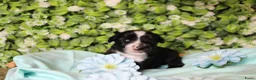 Tibetaanse Terriër honden te koop: Tibetaanse terrier pups  - Advertentie 7