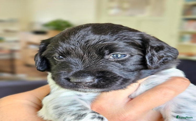 Friese Stabij honden - Advertentie 3