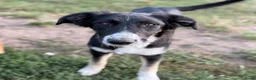 Kruising honden ter adoptie: Cocoo - Advertentie 4