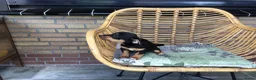 Jack Russel Terriër honden te koop: Mooie lieve Jack Russel puppy’s  - Advertentie 3