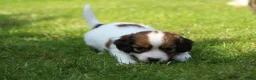 Kooikerhondje honden te koop: Raszuivere Kooikerpup reu. - Advertentie 38