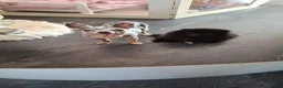 Pomeriaan honden te koop: Pomeriaan puppy  - Advertentie 4