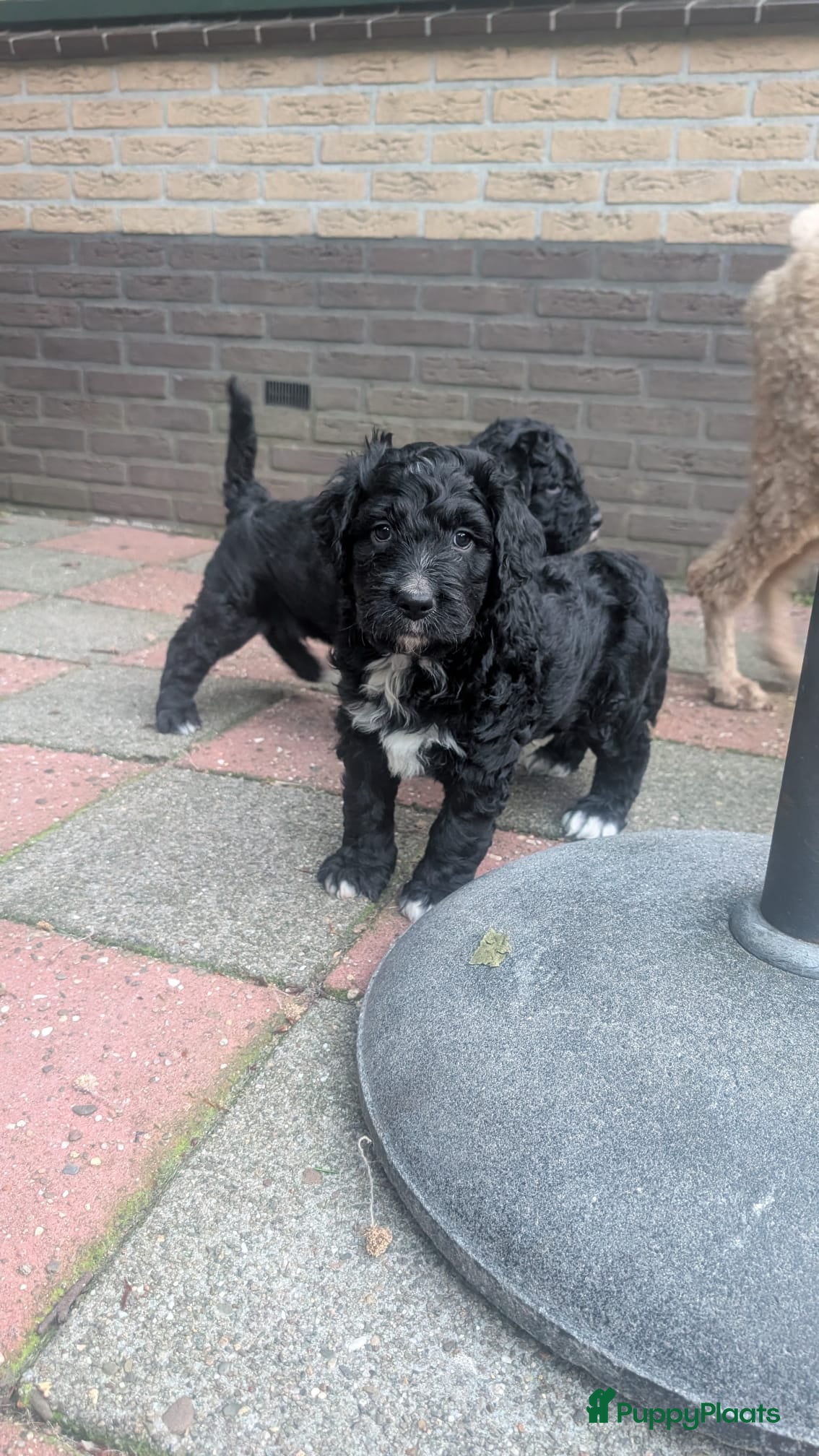Bernedoodle honden te koop: Bernedoodle pups (Koningspoedel x Berner Sennen) in Nunspeet - Advertentie 8