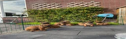 Rhodesian Ridgeback honden te koop: Rhodesian Ridgeback pup Reu 29 mei ophalen - Advertentie 3