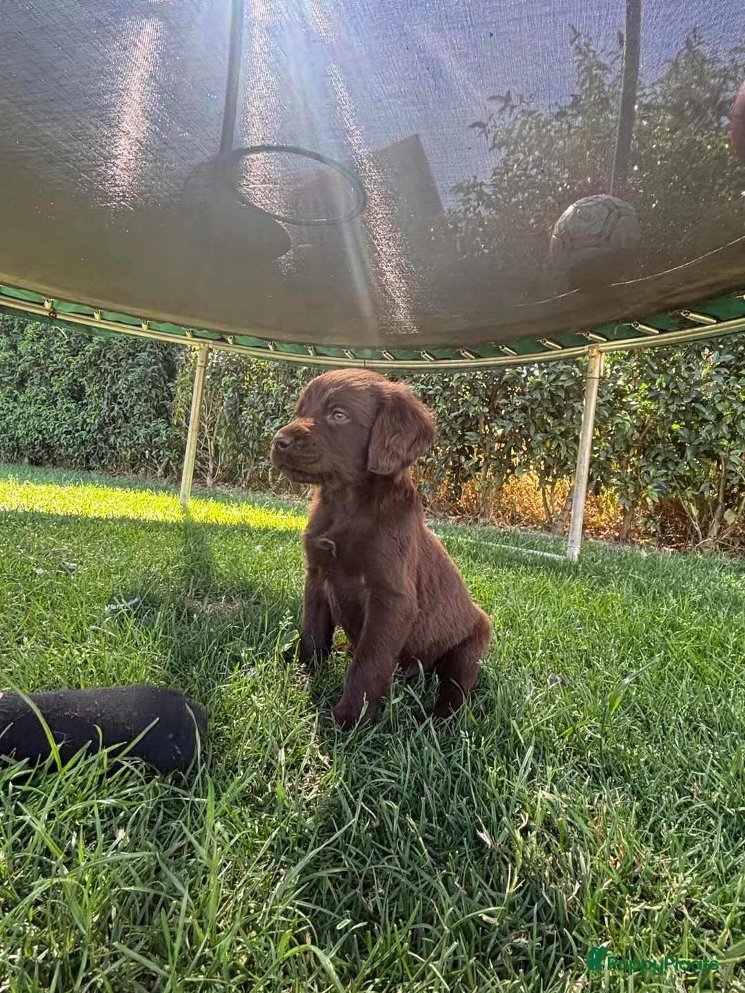 Duitse Staande Hond Langhaar honden te koop: Verwacht duitse staande Langhaar pups - Advertentie 9