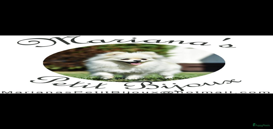 Galerij afbeelding {{count}}