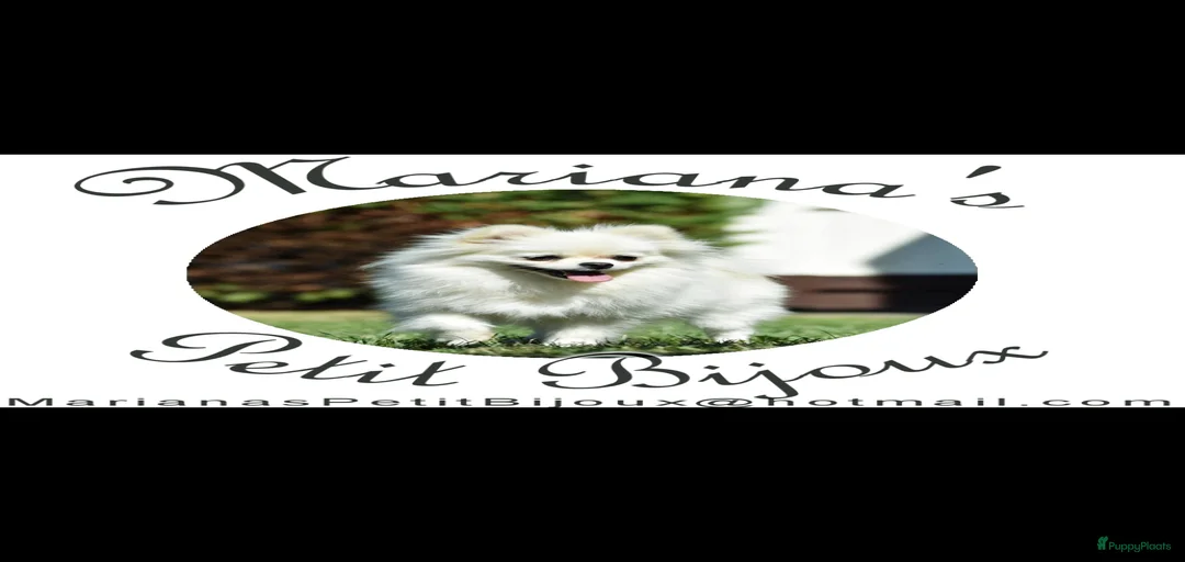 Galerij afbeelding {{count}}