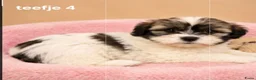 Boomer honden te koop: Super mooie boomer pups maltezer maal shih tzu - Advertentie 5
