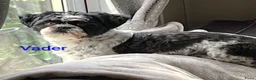 Shih Tzu honden te koop: Shih Tzu pups - Advertentie 8