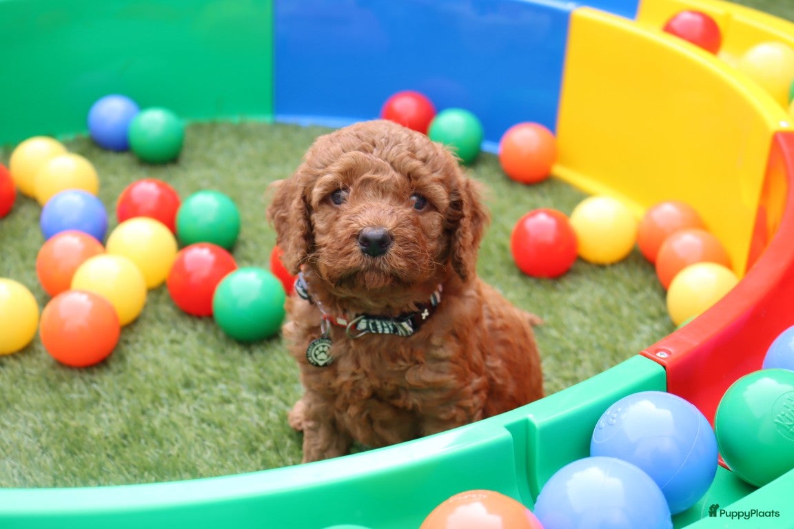 Australian Labradoodle honden te koop:  6 lieve Mini/medium Australian labradoodle pups - Advertentie 16