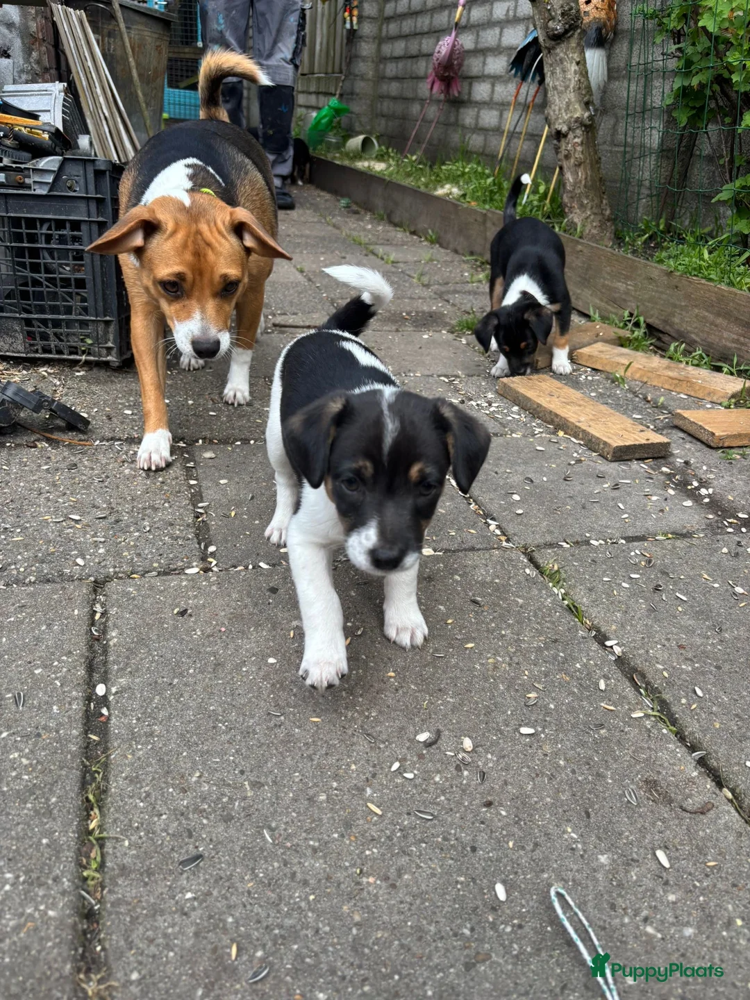 Fox Terriër Gladhaar honden te koop: 1 boerenfox reutje  - Advertentie 4