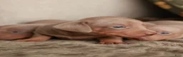 Teckel (korthaar)  honden te koop: Dwergteckel pups korthaar zoeken een fijn thuis - Advertentie 6