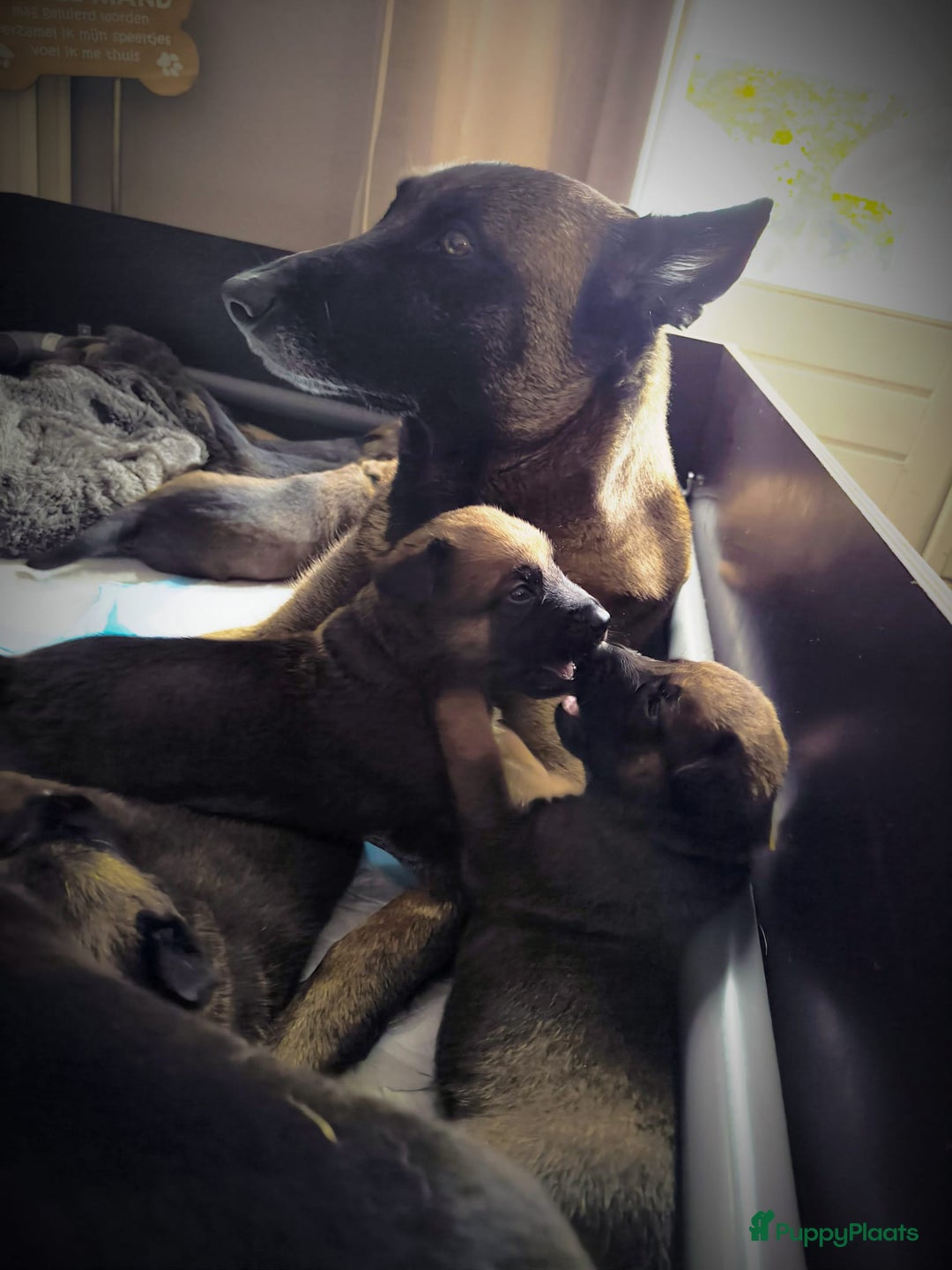 Mechelse Herder honden te koop: Mechelse Herder pups  - Advertentie 7