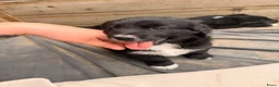 Kruising honden te koop: RESERVE LIJST/ 22 juli weg / incl. Video’s - Advertentie 9