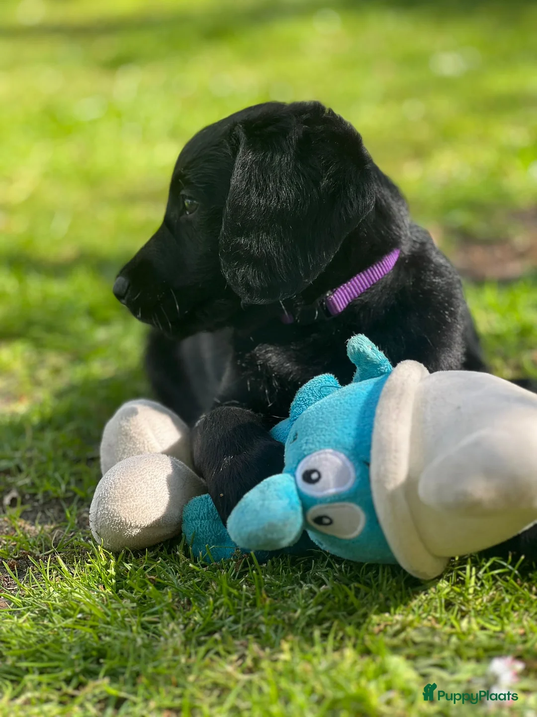 Labradoodle honden te koop: 2 F1 Labradoodles  - Advertentie 1