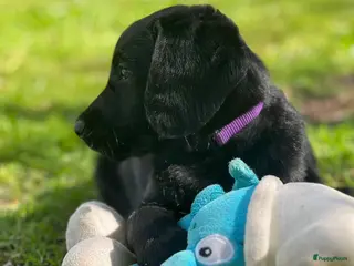 Labradoodle honden 2 F1 Labradoodles - Advertentie 2