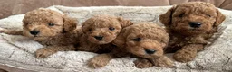 Kruising honden te koop: Lieve rustige poedel X dwerg mini toy - Advertentie 4