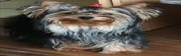 Yorkshire Terriër honden te koop: Mini Yorkshire Terrier puppy’s beschikbaar - Advertentie 4