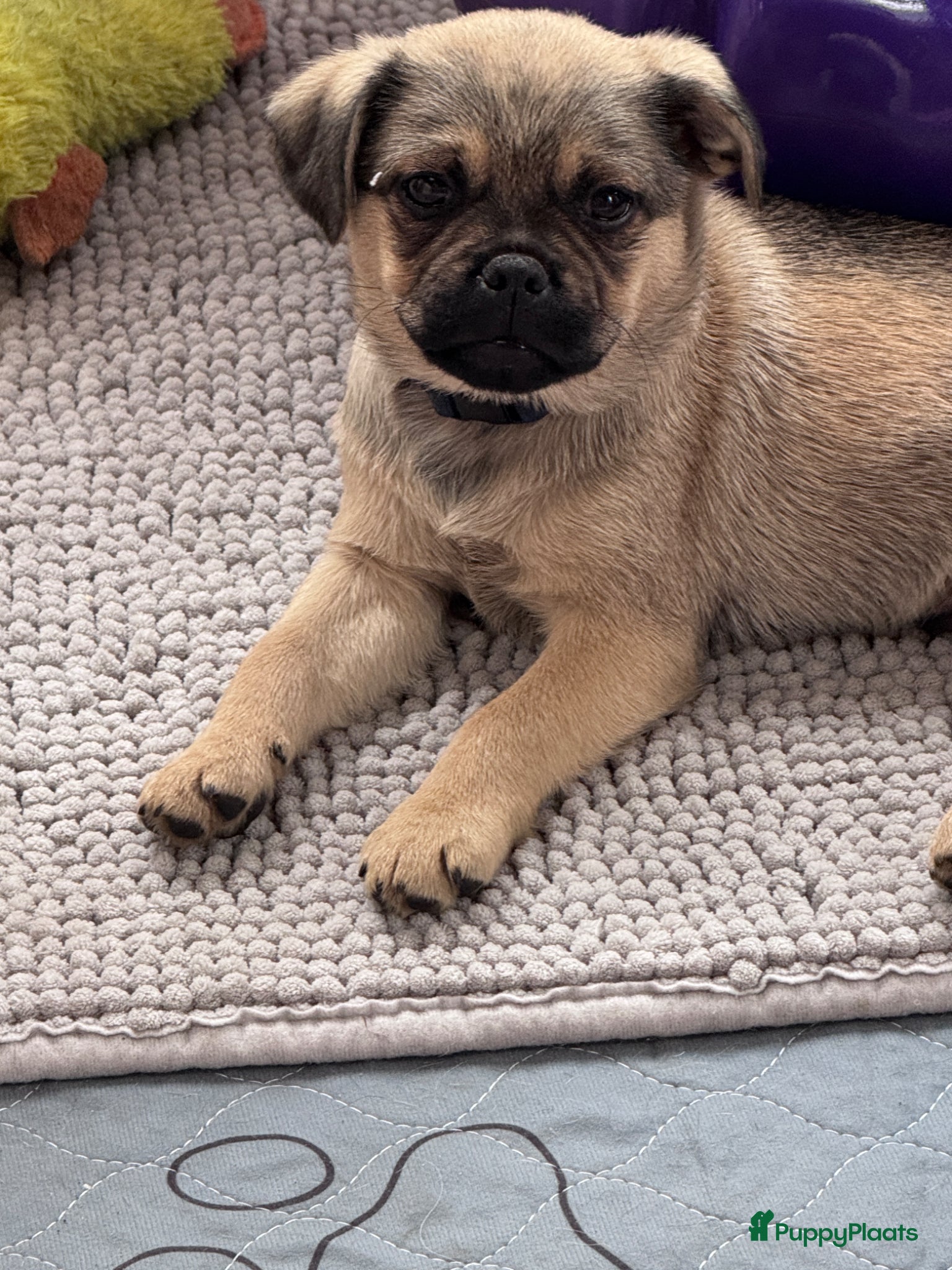 Retromops honden Nog één mooi retromops pupje beschikbaar - Advertentie 1