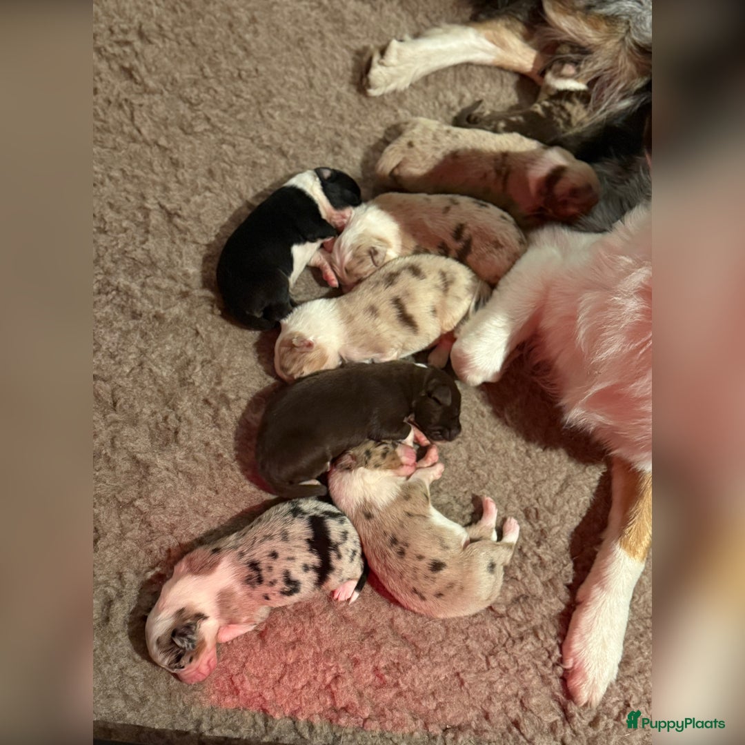 Australian Shepherd honden te koop: Prachtig nestje raszuivere Australian Shepherds - Advertentie 12