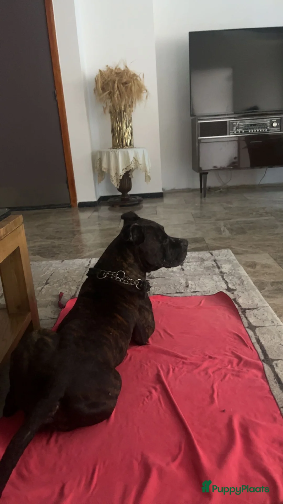 American Staffordshire Terriër honden te koop: Amerikaanse Stafford Pups - Advertentie 18