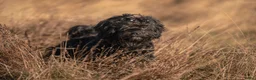 Kruising honden ter dekking: Boompoo dekreu  - Advertentie 5