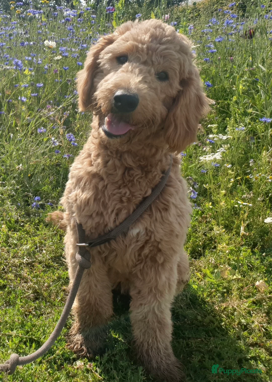Kruising honden te koop: (Australian)Labradoodle pups op komst - Advertentie 1