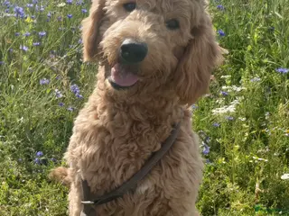 Kruising honden (Australian)Labradoodle pups op komst - Advertentie 1