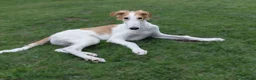 Barsoi honden te koop: Borzoi-teef uit FCI-kennel zoekt lief thuis  - Advertentie 3