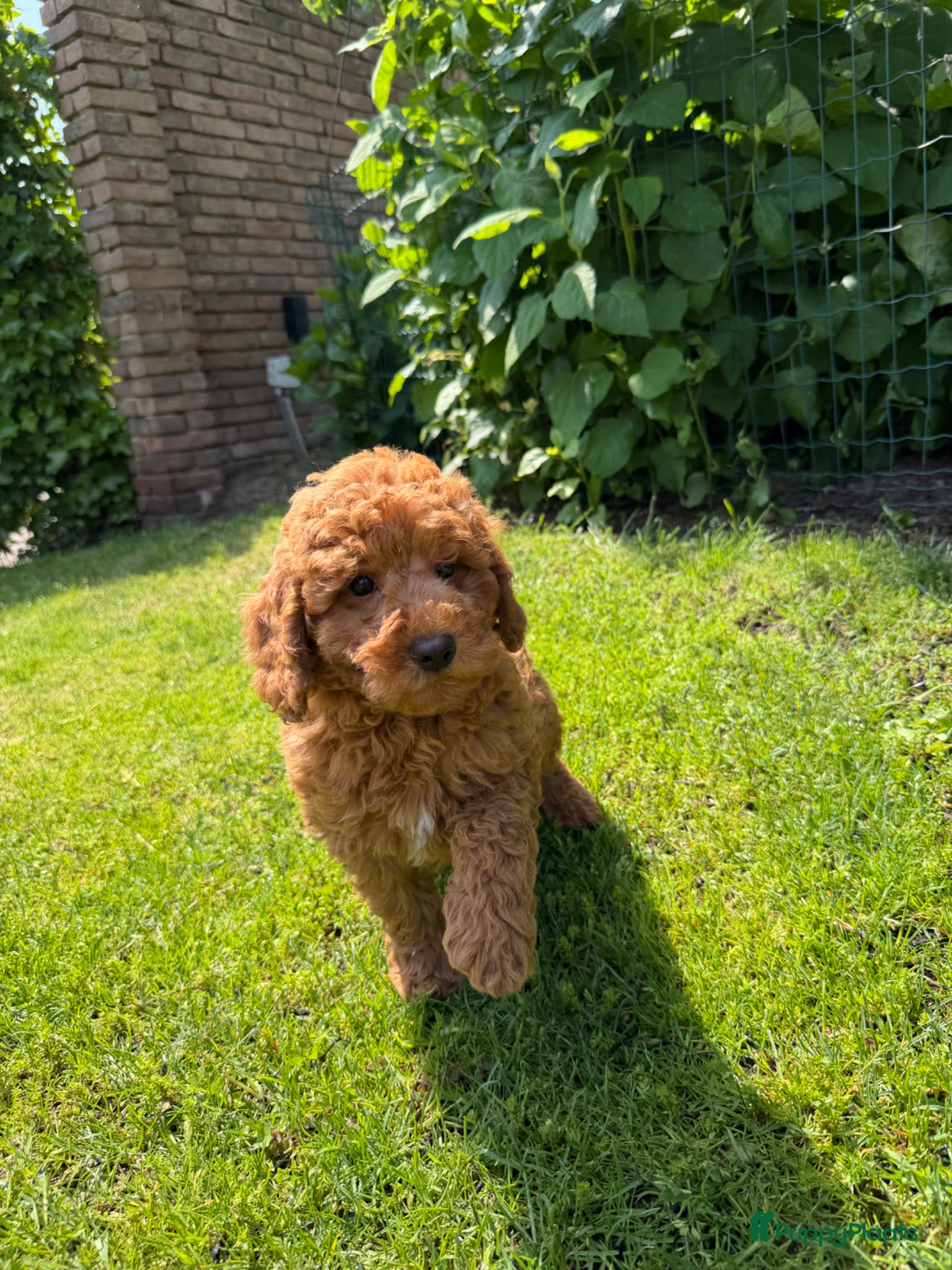 Labradoodle honden te koop: Mini Doodle (Dwergpoedel x Labradoodle) - Advertentie 6