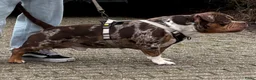 Amerikaanse Bully honden ter dekking: American Bully pocket dekreu  - Advertentie 7