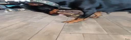 Dobermann honden te koop: 3 Dobermann pups  zoeken  een goud mandje  - Advertentie 19