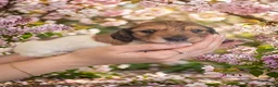 Teckel (langhaar) honden te koop: Dwergteckel laanghaar pups - Advertentie 2