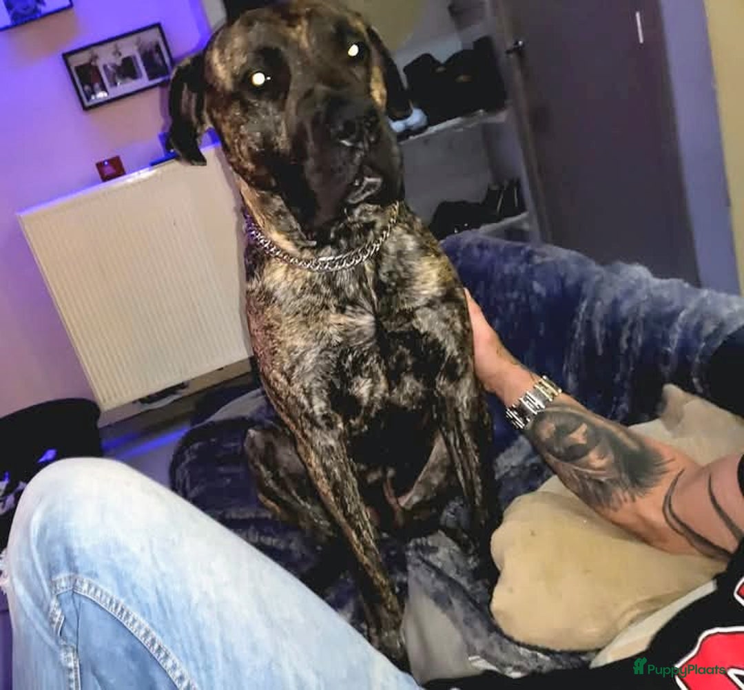 Kruising honden te koop: Pressa/Fila pups verwacht 14/11 - Advertentie 2