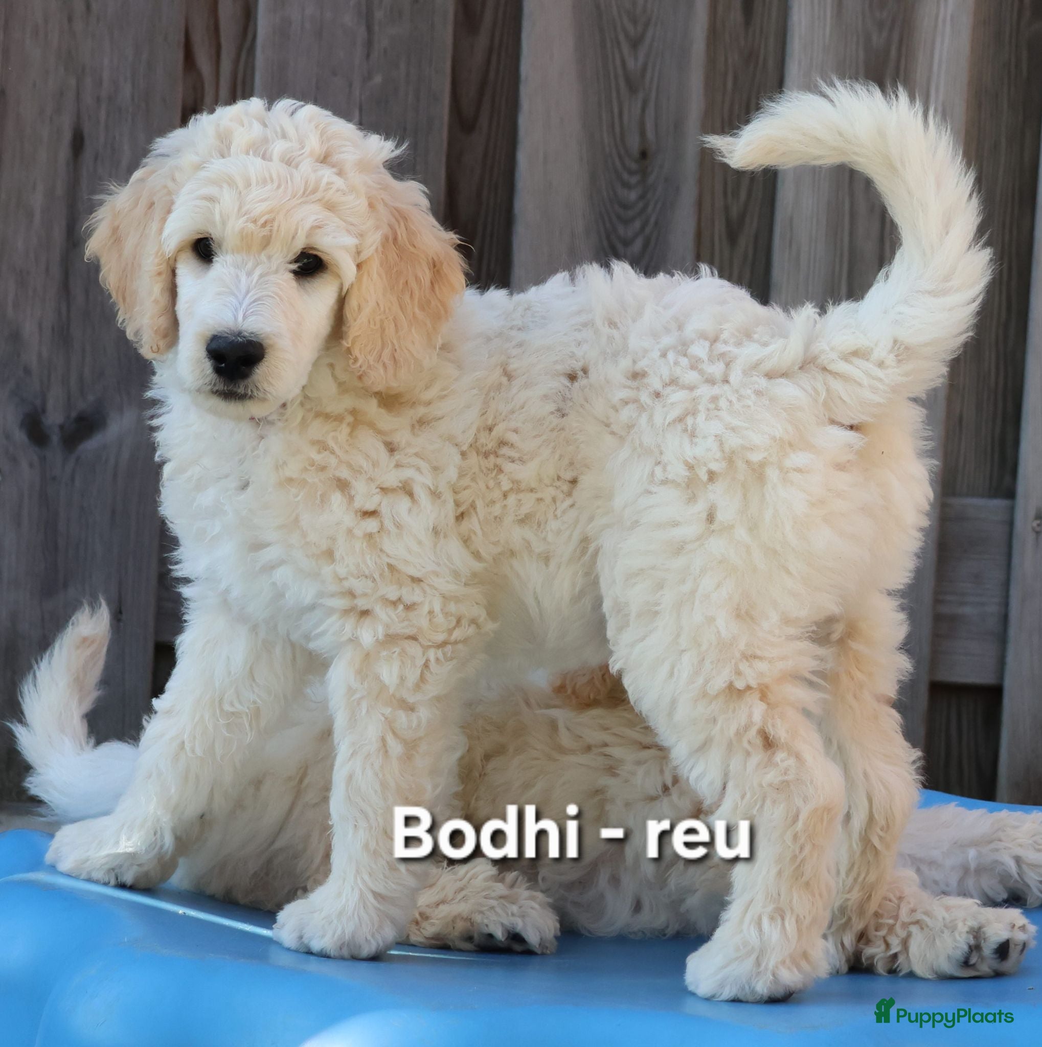 Labradoodle honden Poedel outcross pups | DNA-geteste ouderdieren - Advertentie 2