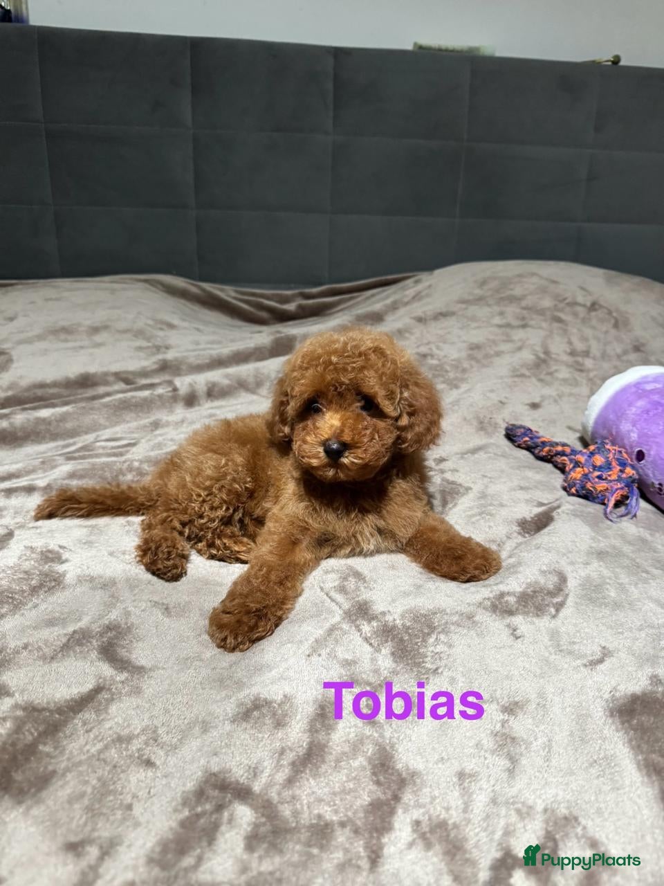 Poedel Toy honden Toy Poedel puppy’s - Advertentie 11