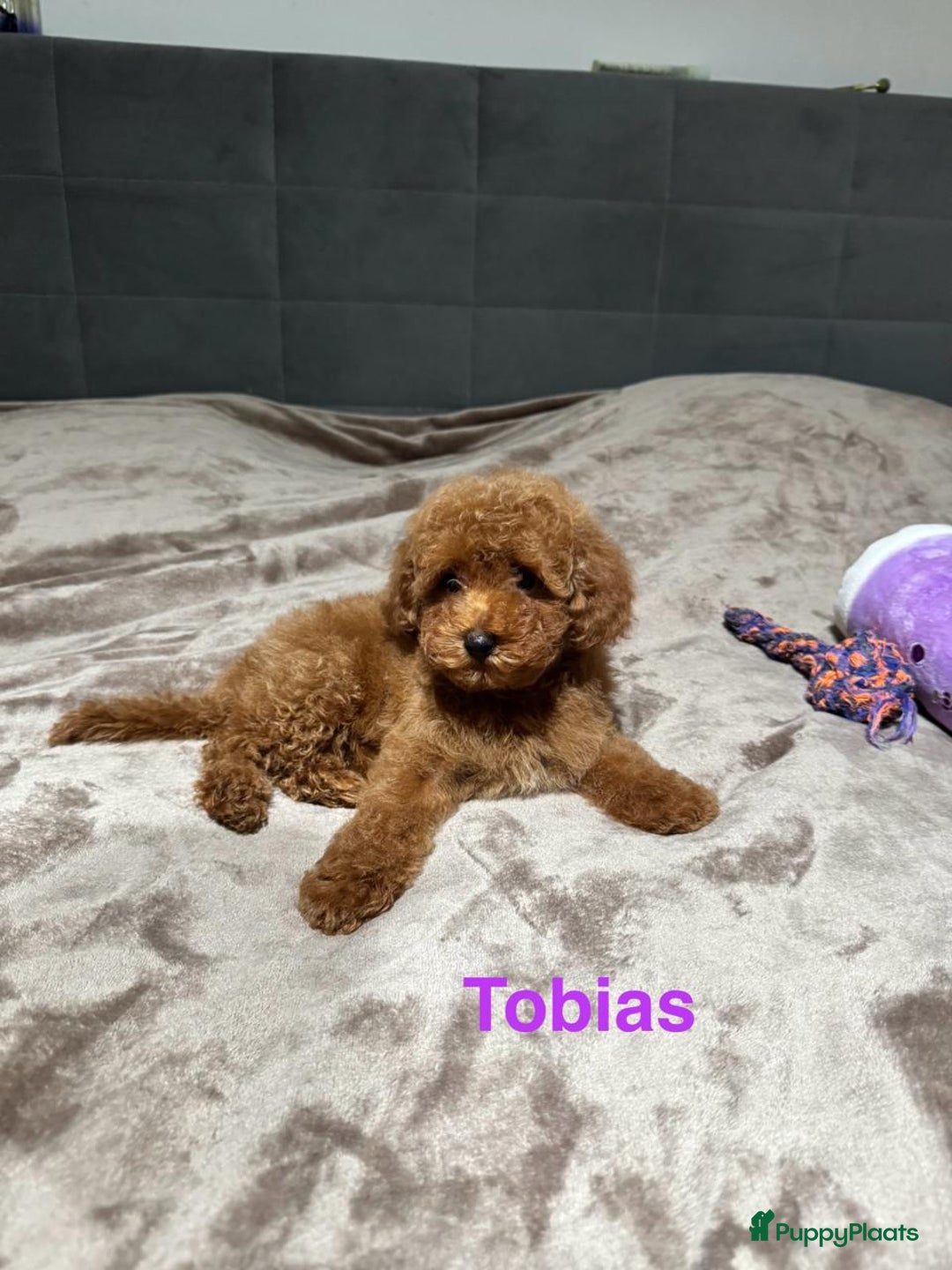 Poedel Toy honden te koop: Toy Poedel puppy’s - Advertentie 1