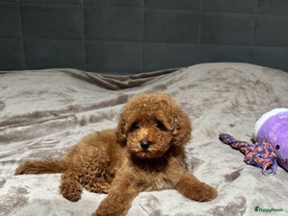 Poedel Toy honden Toy Poedel puppy’s - Advertentie 4