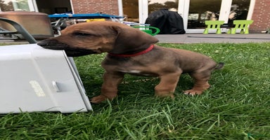 Rhodesian Ridgeback honden in Sint-Michielsgestel - Advertentie 5