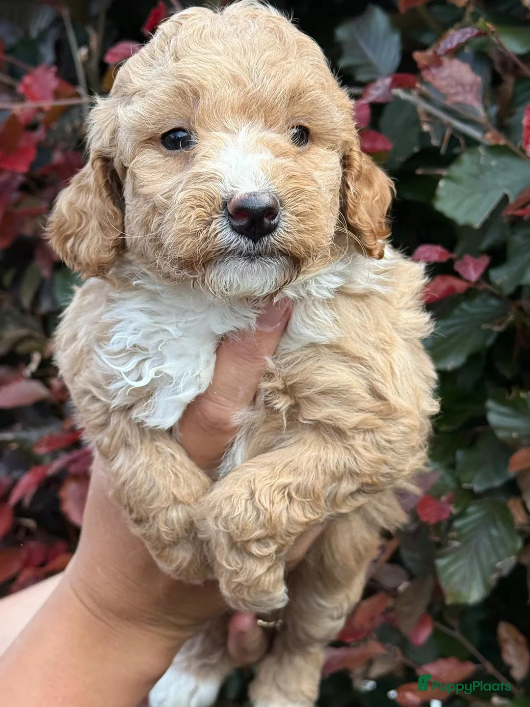 Labradoodle honden te koop: Mooie mini labra doodle pups zoeken nieuw thuis! - Advertentie 8