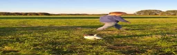 Boerenfox honden te koop: Super mooie en lieve berenfox pup in Zundert - Advertentie 6