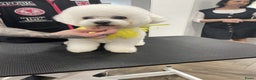 Bichon Frisé honden te koop: Koninklijke hond: Bichon Frisé met stamboom - Advertentie 8