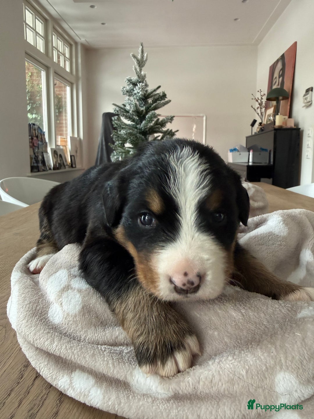 Berner Sennenhond honden te koop: Berner Sennen puppy's zoeken een liefdevol huis - Advertentie 9