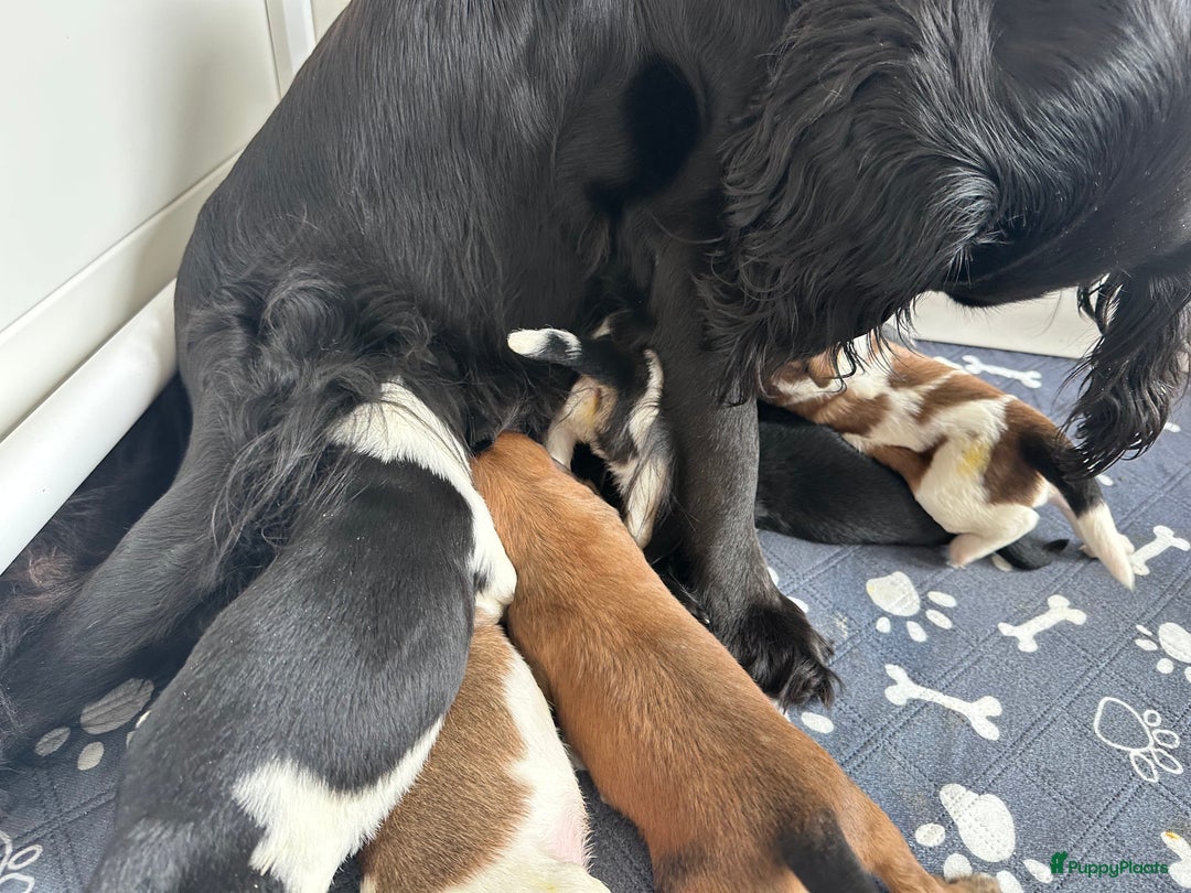 Kruising honden te koop: Nog 2 knuffelbare kruising puppy’s beschikbaar  - Afbeelding 30